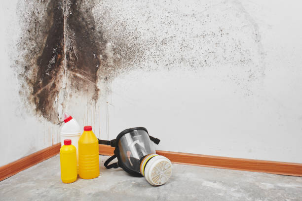 Mold Removal Process in Middlebush, NJ