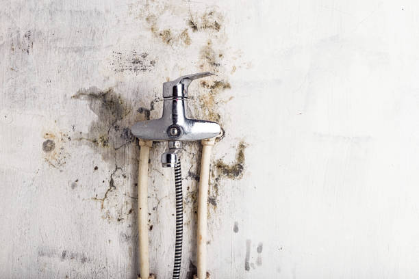Best Mold Testing  in Middlebush, NJ