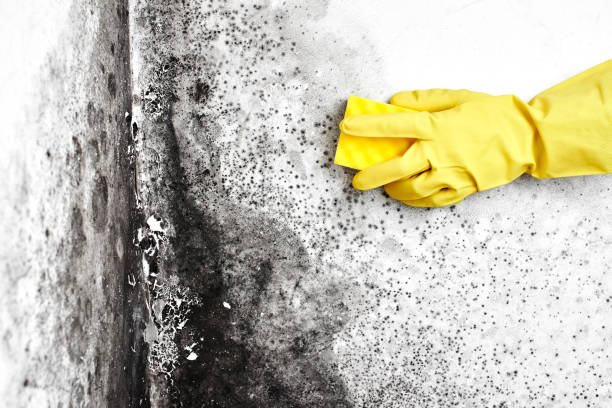Best Attic Mold Removal  in Middlebush, NJ