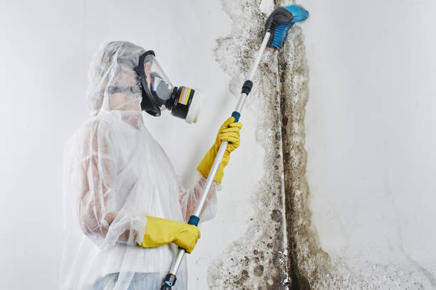 Attic Mold Removal in Middlebush, NJ