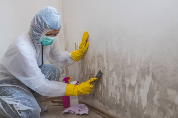 Best Toxic Mold Removal  in Middlebush, NJ