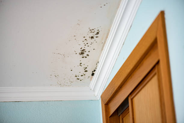 Best Mold Remediation  in Middlebush, NJ