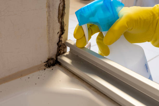 Best Mold Testing  in Middlebush, NJ