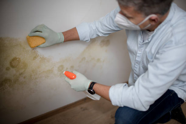 Best Home Mold Removal  in Middlebush, NJ