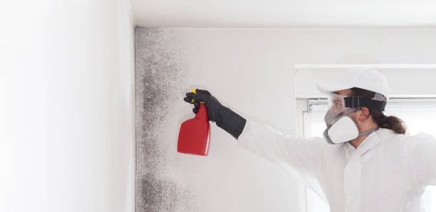 Best Affordable Mold Removal  in Middlebush, NJ