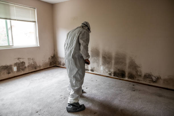Best Mold Removal Company Near Me  in Middlebush, NJ
